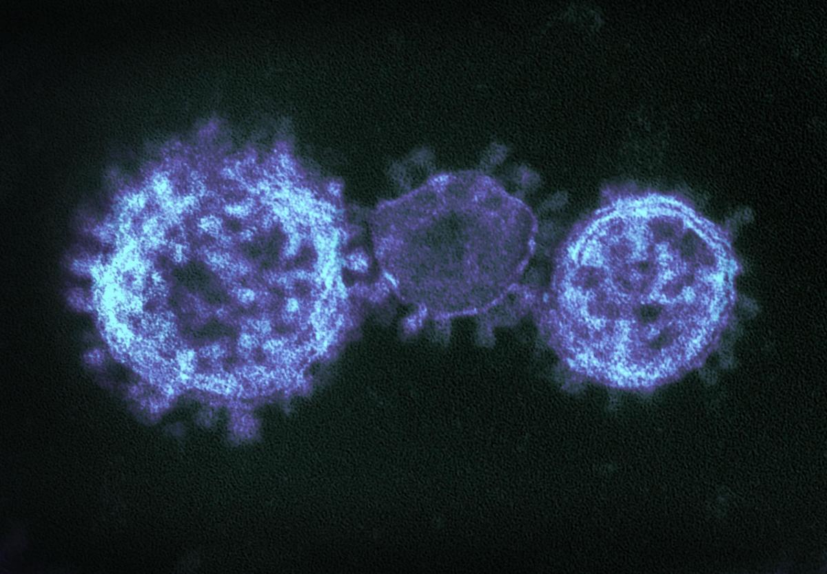 Corona Virus